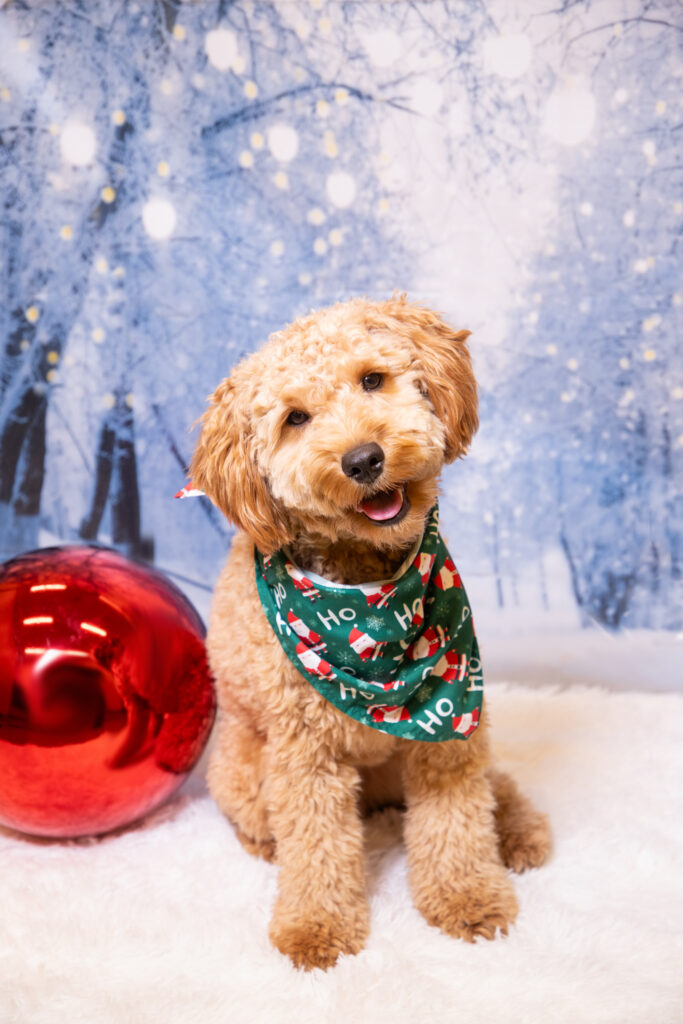 Five Simple Ways to Give Back to Pets in Need This Holiday Season